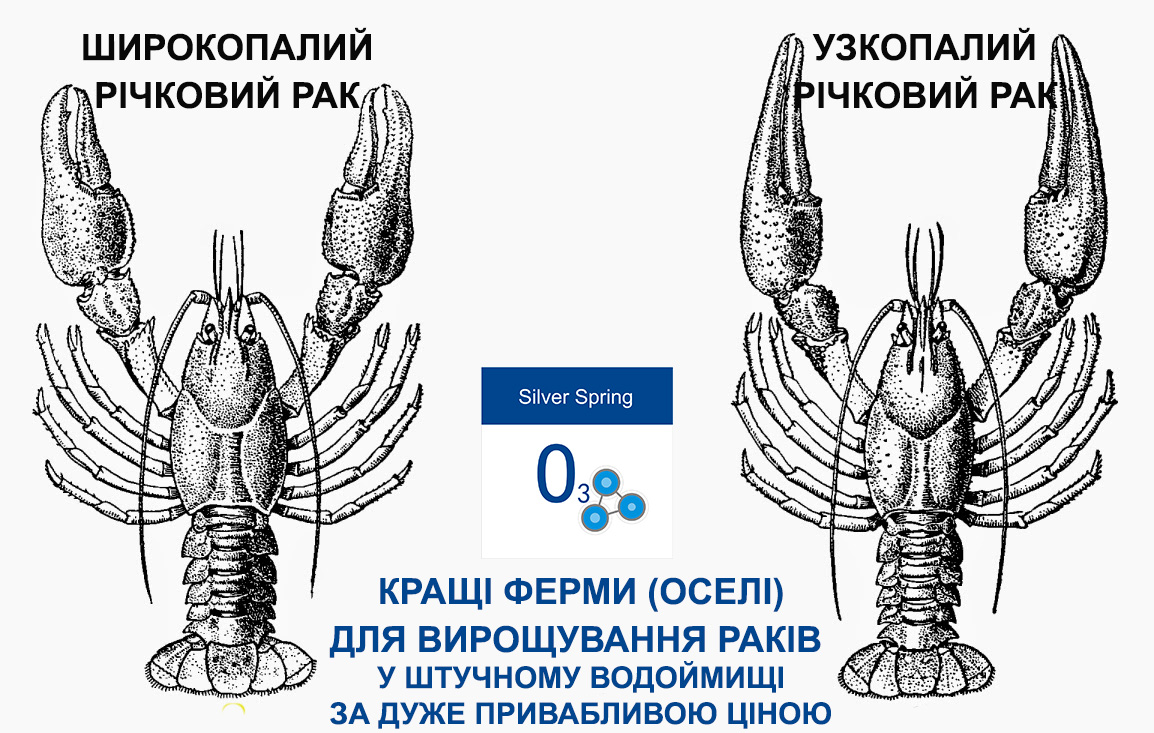 широкопалий і довгопалий рак